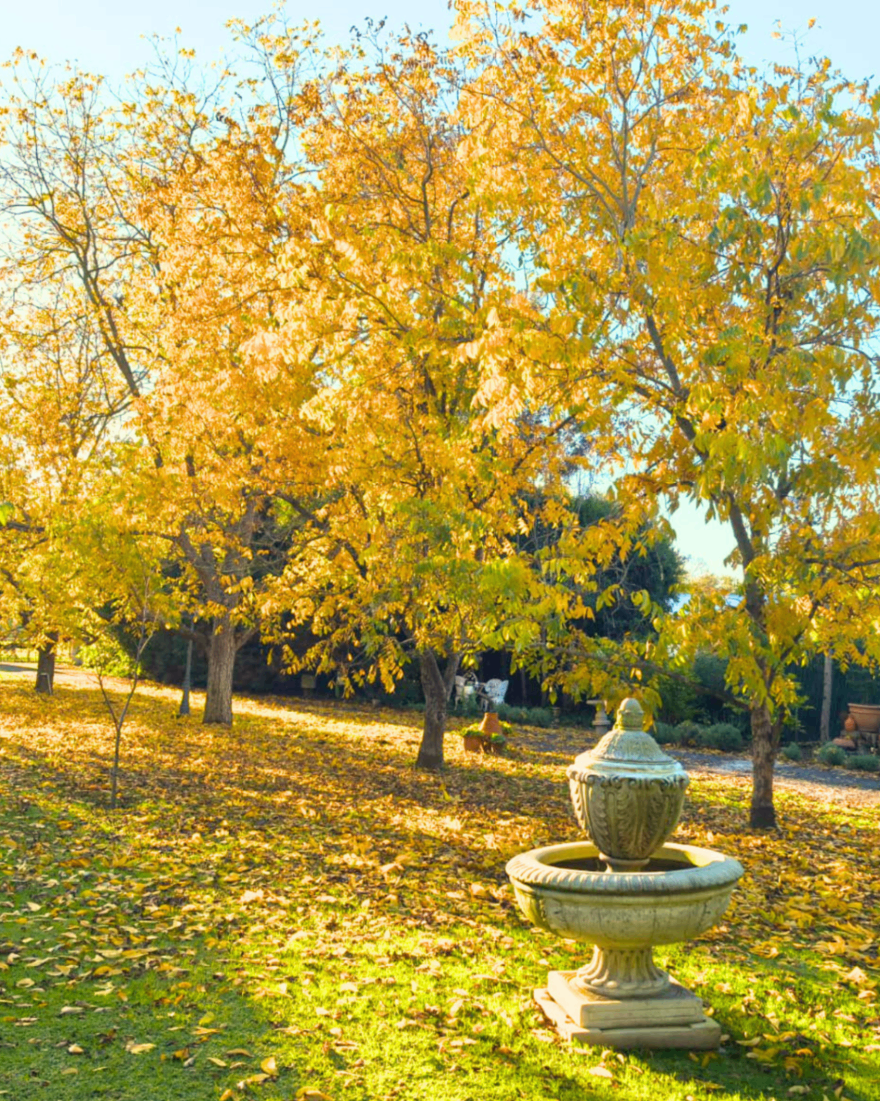 Golden autumn pecan trees and a stone fountain at the Yellow Tree Training Centre